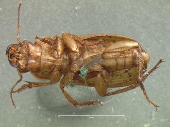 Media type: image;   Entomology 5884 Aspect: habitus ventral view